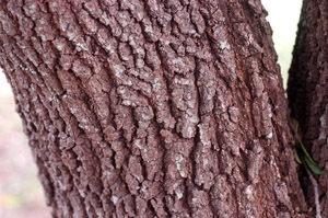 Live oak bark